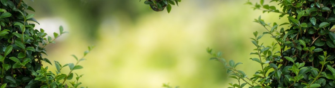 Garden Garden